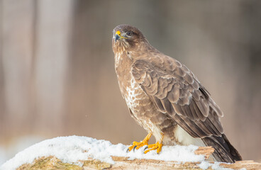 Common Buzzard in early spring at a wet forest