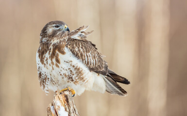 Common Buzzard in early spring at a wet forest