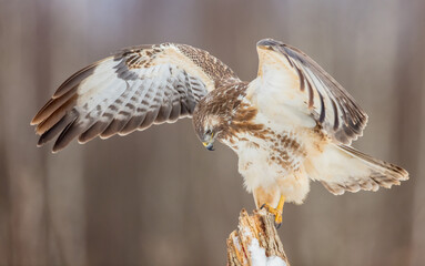 Common Buzzard in early spring at a wet forest