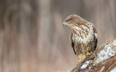 Common Buzzard in early spring at a wet forest