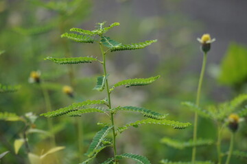 Phyllanthus urinaria (meniran, chamber bitter, gripeweed, shatterstone, stonebreaker, leafflower)...