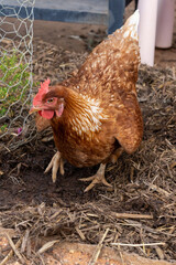chicken on the farm