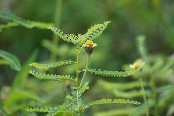 Phyllanthus urinaria (meniran, chamber bitter, gripeweed, shatterstone, stonebreaker, leafflower)...