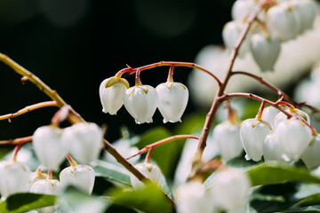アセビの花のマクロ撮影