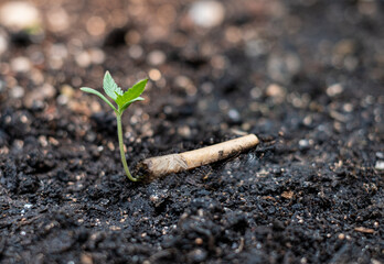 Cannabis sprouts grow in cigarette butts on the ground, The concept of struggling to survive