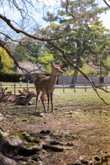 Closeup of Japanese spotted deer on the green field. Japan, Nara Park. Wild animals in the nature