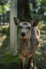 Closeup of Japanese spotted deer on the green field. Spring 2023 Japan, Nara Park. Wild animals in the nature