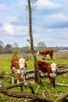 Dutch calfs and one feeding calf in Dutch nature
