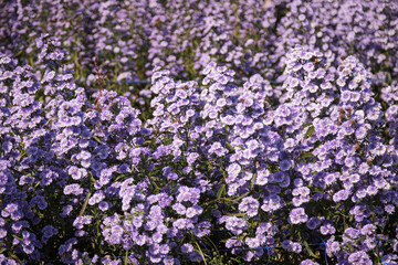Obraz premium Purple margaret flowers (Michaelmas Daisy) are blooming beautifully