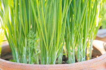 Fresh green onions in pots and morning sunlight