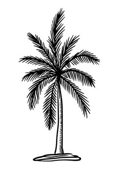 Hand drawn palm tree. Vector black ink drawing isolated on white background. Graphic illustration.