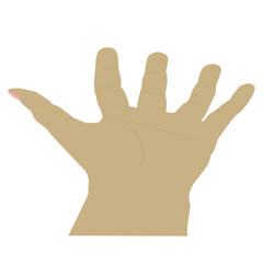 Palm hand.  Human hand