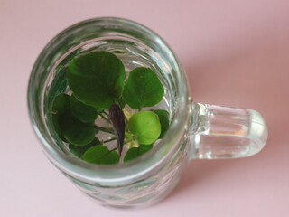 Beer mug with fish and a plant inside