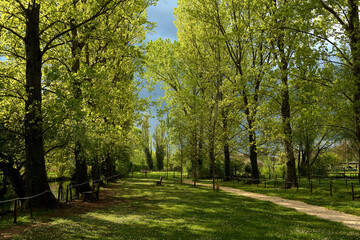 View of pathway in the green Umbria park during a spring storm, Italy