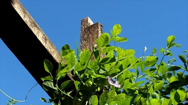 Plant vines on a wood trellis with a blue sky background. Blue Butterfly pea plant, summer, garden.