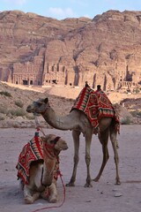 Portrait of camels with the Royal Tombs in the background, Petra, Jordan.