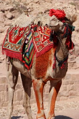 Camel ready to the adventure in Petra, Jordan.