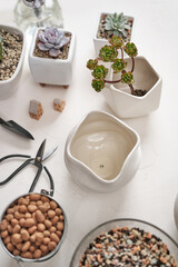 Echeveria and Aeonium house potted Plants on a table indoors