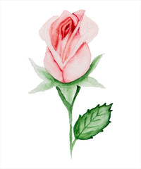 Fototapeta premium Pink rose hand painted watercolor - DIY flowers, green leaves, elements collection - for bouquets, wreaths, arrangements, wedding invitations, anniversaries, birthdays, postcards, greetings, cards.