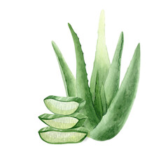 The aloe vera plant. Juicy succulent aloe with slices of pulp. Watercolor illustration, hand-drawn. Isolated on a white background. For packaging cosmetics, wrapping paper, postcards.