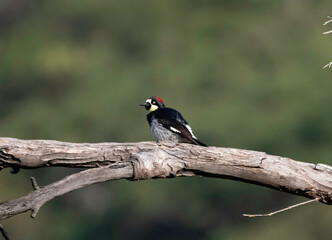 An Acorn Woodpecker in a tree