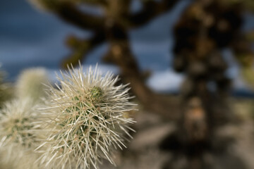 Closeup of needles on a cholla cactus in the Mojave Desert in California..