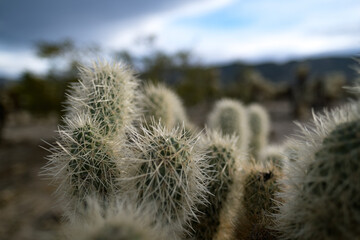 Obraz premium Closeup of the prickly needles of cholla cactuses in the Mojave Desert of California.