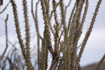 Ocotillo growing in the Colorado Desert in California.
