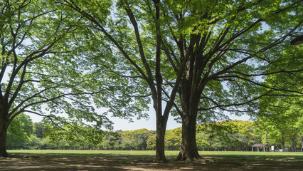 日本の公園｜春の代々木公園・中央広場
