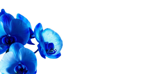 Orchid with blue flowers on transparent background