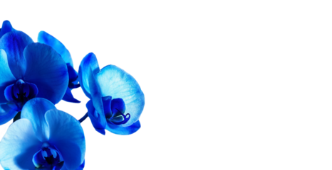 Orchid with blue flowers on transparent background
