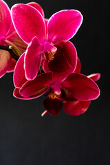 Fototapeta na wymiar Dramatic vibe. Branch of a blooming purple orchid close-up on a dark background marco. Gorgeous Phalaenopsis orchid flowers to design key visual layout