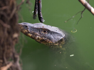 red eared slider