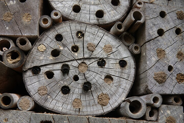 Closeup on an aggregation of a male and females European orchard mason bees, Osmia cornuta ready to leave their nest