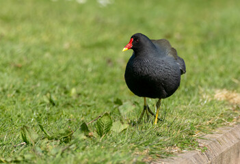 Moorhen bird foraging for food in the grass in the sunshine on land