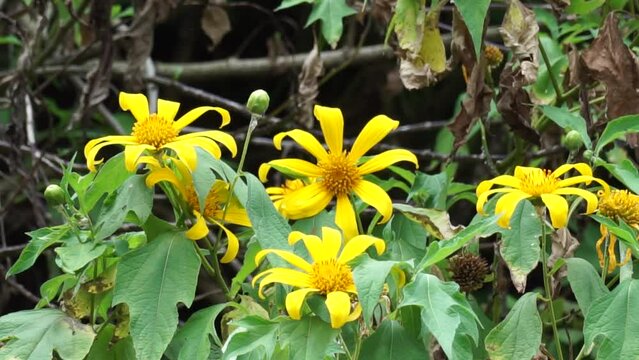 Mexican sunflower (Tithonia diversifolia) with a natural background. Also, use as herbal medicine for diabetes