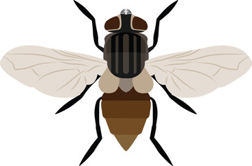 illustration of a Housefly vector