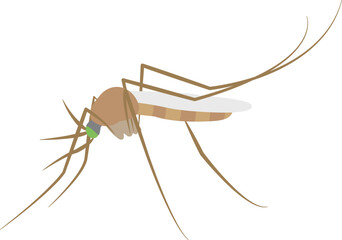 mosquito vector image insect image
