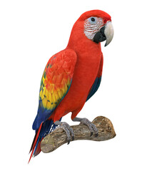 Scarlet Macaw Bird Isolated
