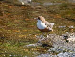 Dipper brown and white water bird busily gathering food and bedding for the nest and fledglings.  Dipper standing on a stone at the edge of a river in the sunshine