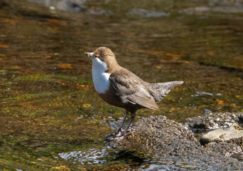 Dipper brown and white water bird busily gathering food and bedding for the nest and fledglings.  Dipper standing on a stone at the edge of a river in the sunshine