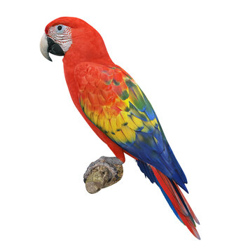 Scarlet Macaw Bird Isolated