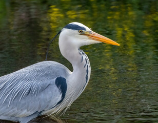 large grey heron bird close up head portrait with lovely green reflection on the water