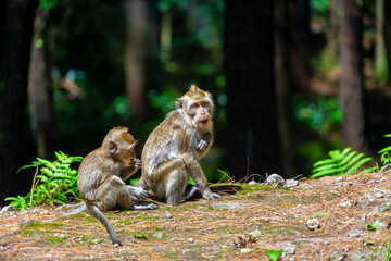 Family of Macaca fascicularis (Long-tailed macaque, Crab-eating macaque) ,Portrait of cute monkey