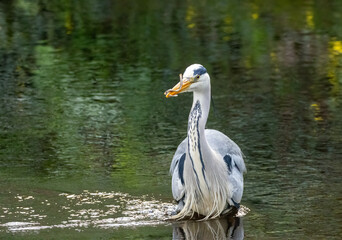Large grey heron bird fishing in the river catching lamprey, small eels, with beautiful green reflection on the water