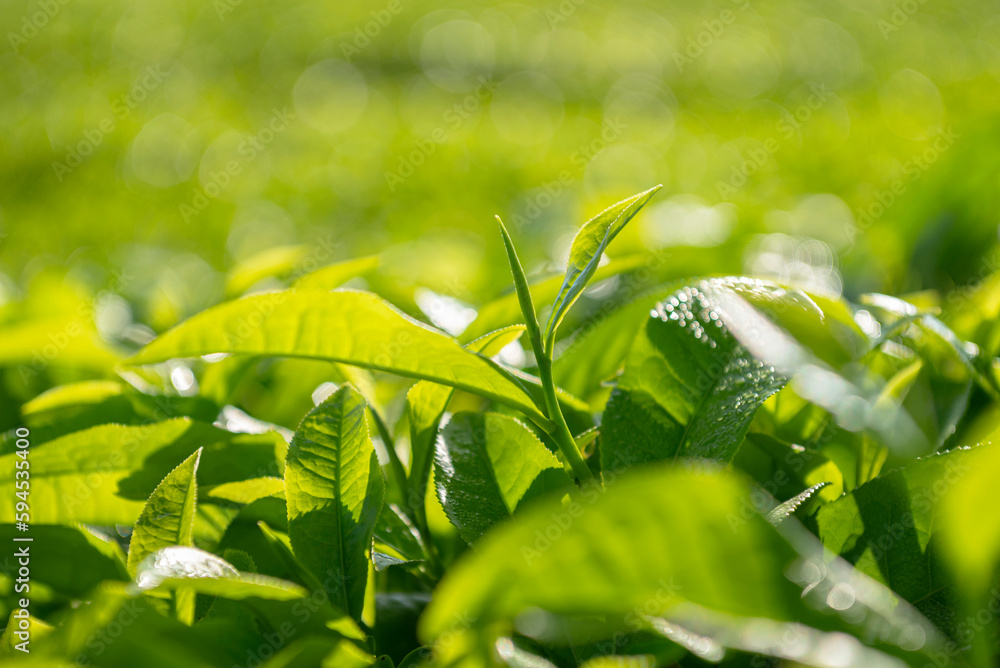 Poster Closeup view of tea leaves