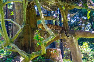 Javan leopard, Panthera pardus melas