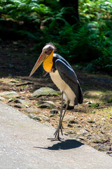 Lesser adjutant walking down the road