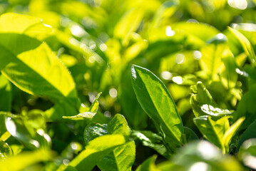 Closeup view of tea leaves