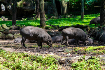 The babirusas, also called deer-pigs are a genus, Babyrousa, in the swine family found in Wallacea.